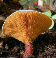 Hygrophoropsis aurantiaca, fresh mushroom shows the gills forking repeatedly.